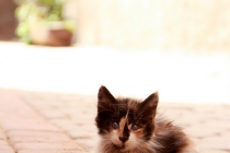 Maroc Ep. 1 - Despre Pisici